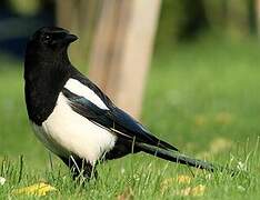 Eurasian Magpie