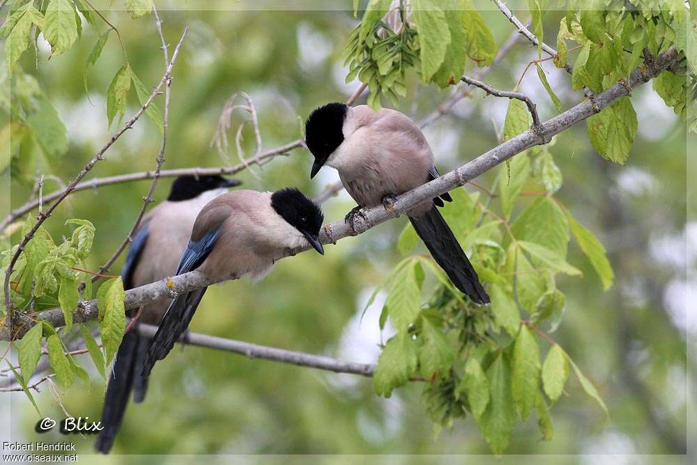 Iberian Magpie, Behaviour