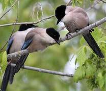 Iberian Magpie