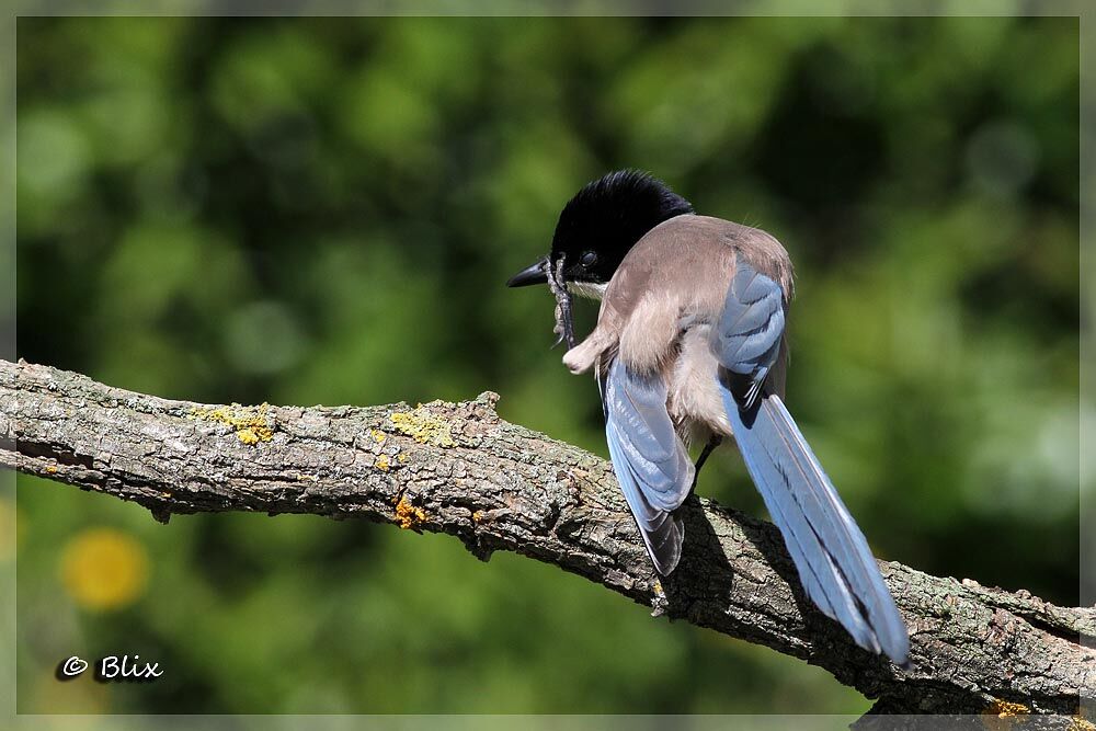 Iberian Magpie