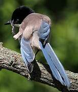 Iberian Magpie