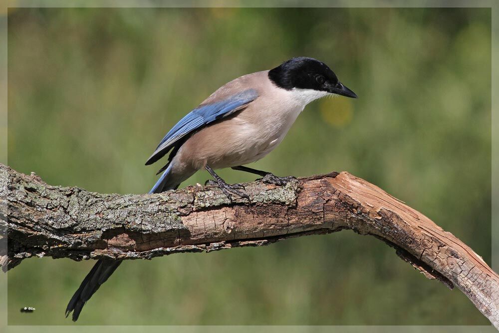 Iberian Magpie