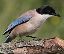 Iberian Magpie