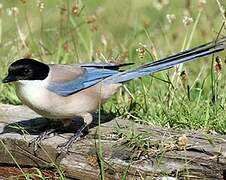 Iberian Magpie