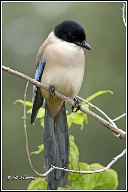 Iberian Magpie