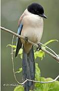 Iberian Magpie