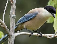 Iberian Magpie