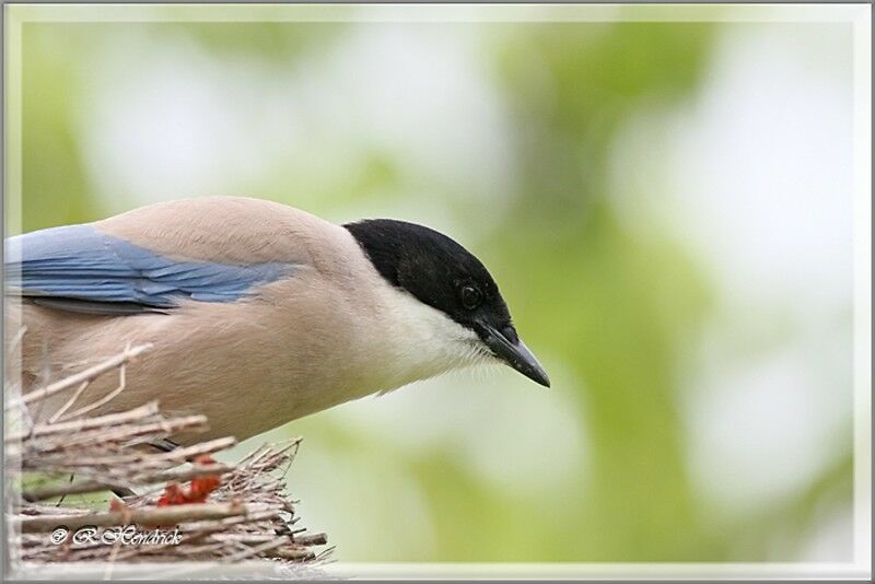 Iberian Magpie