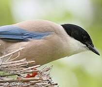 Iberian Magpie