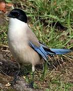 Iberian Magpie