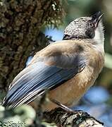 Iberian Magpie