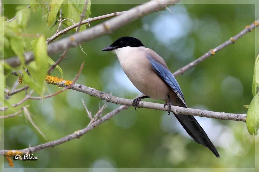 Iberian Magpie