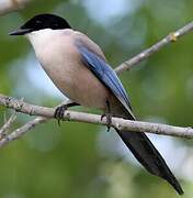 Iberian Magpie