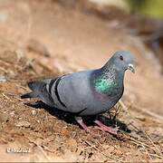 Rock Dove