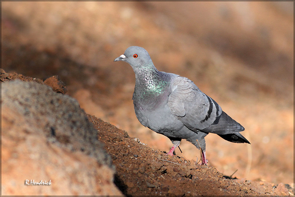 Rock Dove