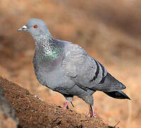 Rock Dove