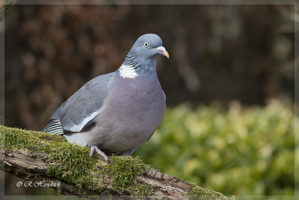 Common Wood Pigeon