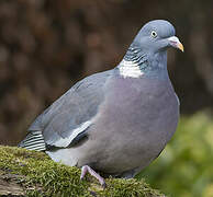 Common Wood Pigeon