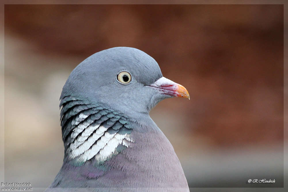 Pigeon ramieradulte, portrait