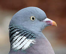 Common Wood Pigeon