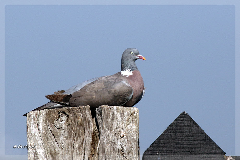 Common Wood Pigeon