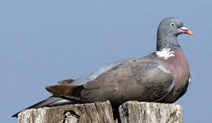 Common Wood Pigeon