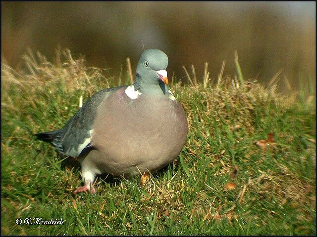 Common Wood Pigeon