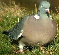 Common Wood Pigeon