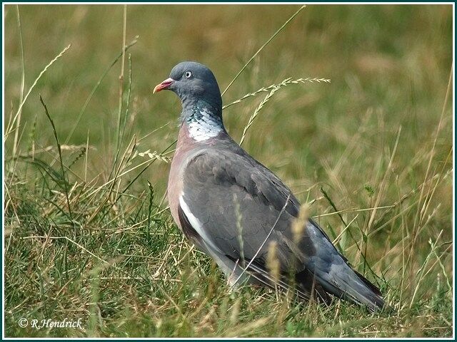 Pigeon ramier