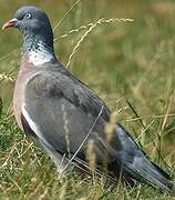 Common Wood Pigeon