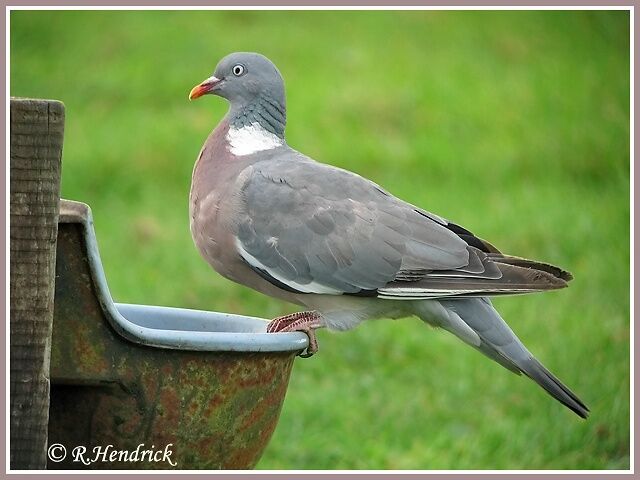 Common Wood Pigeon