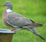 Common Wood Pigeon