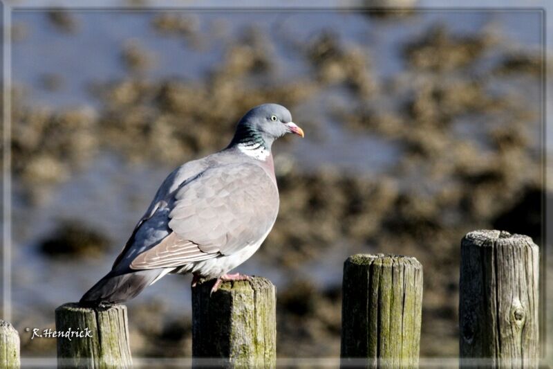 Common Wood Pigeon