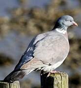 Common Wood Pigeon