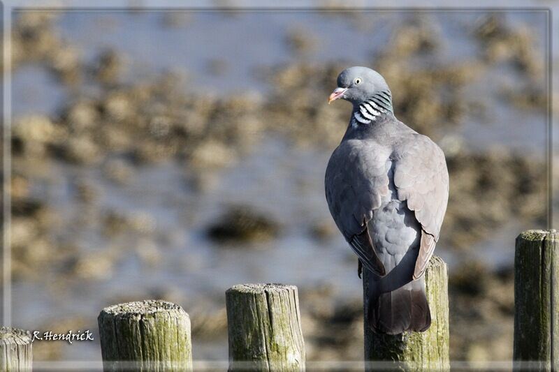 Common Wood Pigeon