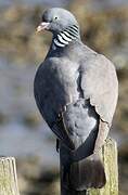 Common Wood Pigeon