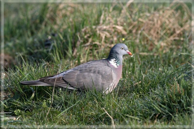 Common Wood Pigeon