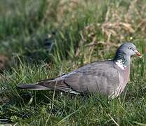 Common Wood Pigeon