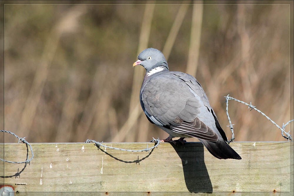 Common Wood Pigeon