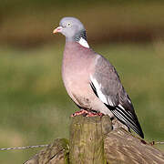 Common Wood Pigeon