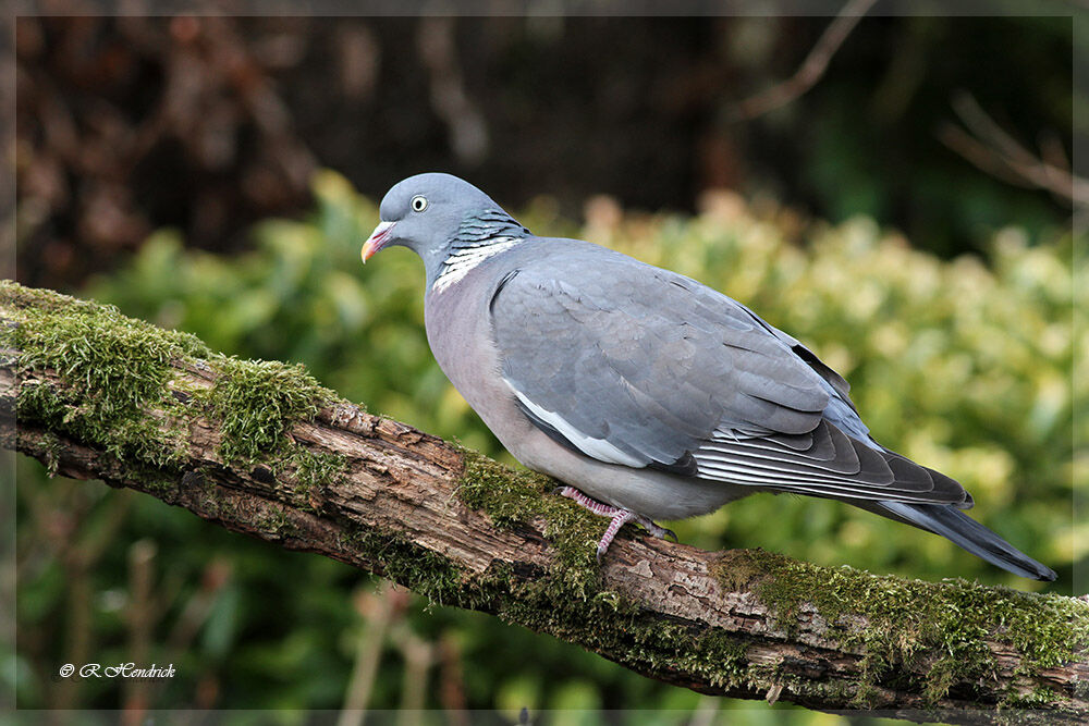 Common Wood Pigeon