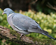 Common Wood Pigeon