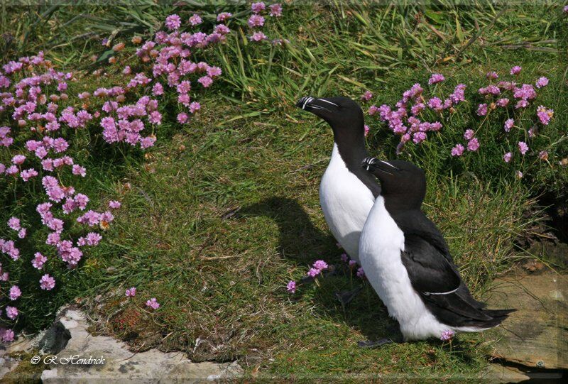 Pingouin torda