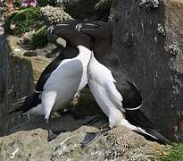 Razorbill