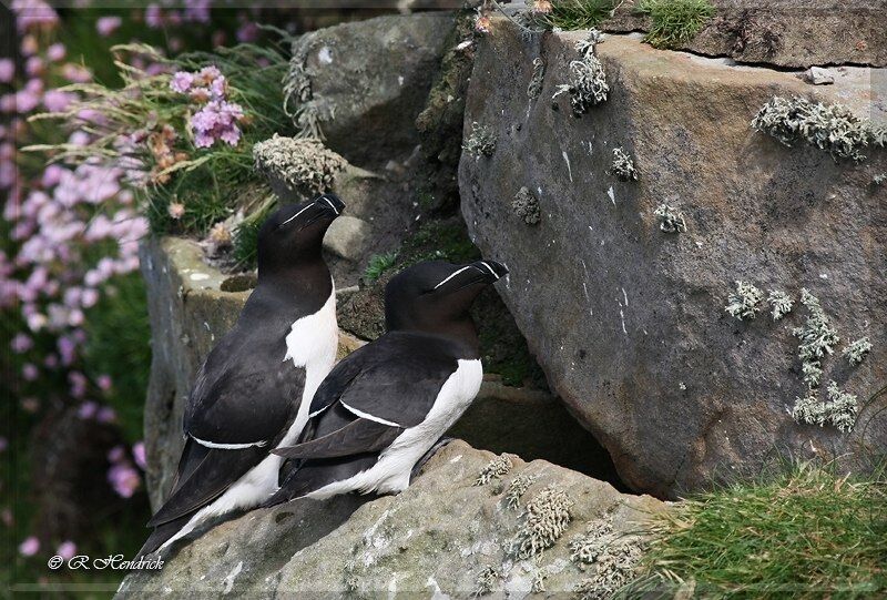 Pingouin torda