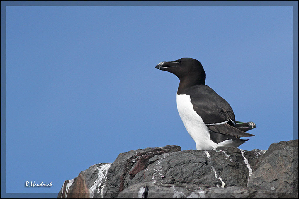 Razorbill