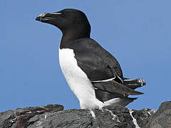 Razorbill