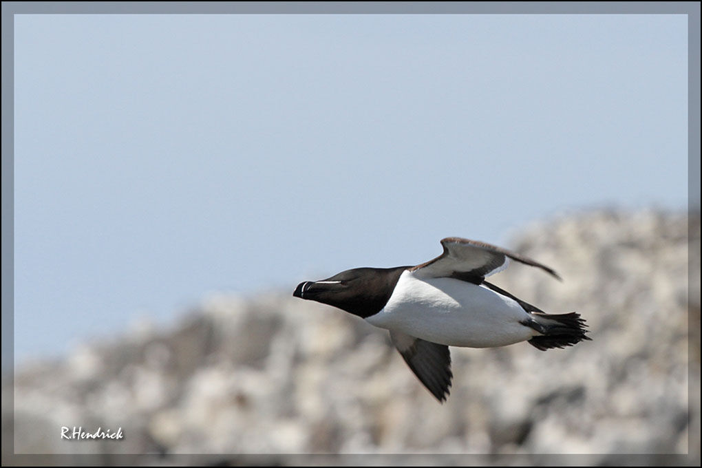 Razorbill