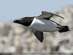 Razorbill