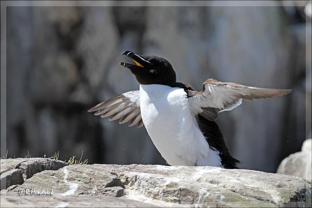 Razorbill